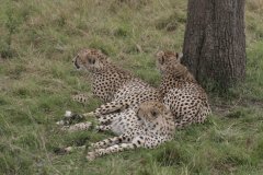17-Young cheetahs